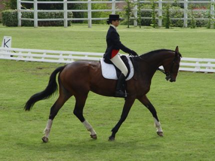 equitation